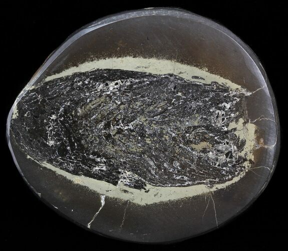 Polished Fish Coprolite (Fossil Poo) - Scotland #44684